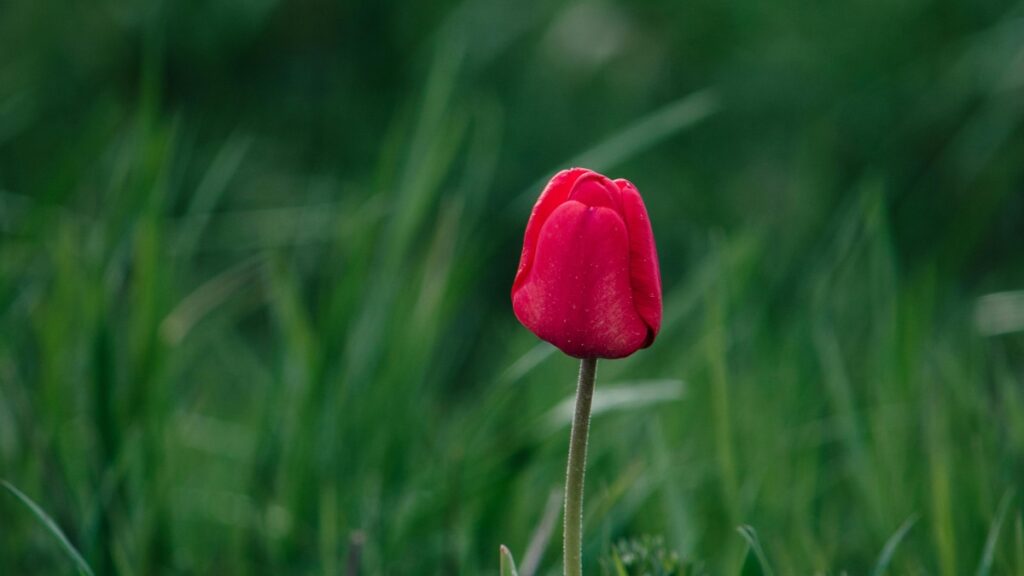 How LinkedIn Influencers Find Netherlands Brands Collaboration in 2025