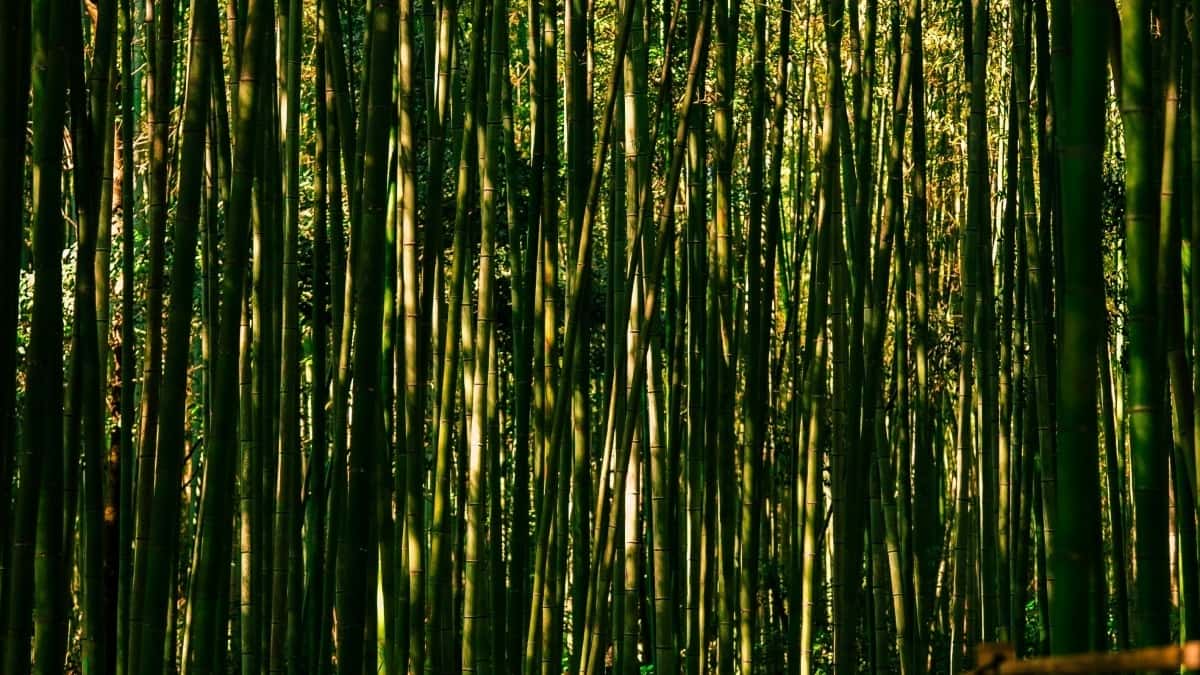 UK Advertisers: Find Cambodian Hulu Creators Fast
