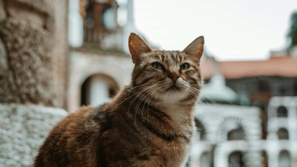 Practical guide for UK advertisers to locate and partner with Uzbekistan VKontakte creators for real-life event vlogs outreach, verification, logistics and risk tips.