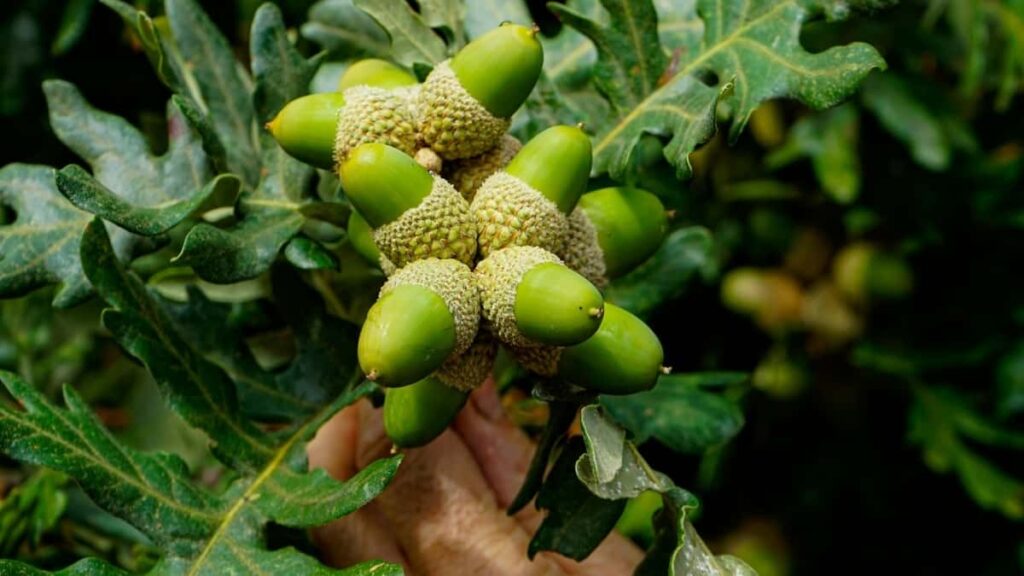 Practical guide for UK advertisers to identify and work with Kenya-based Kuaishou creators for seasonal fashion campaigns, with sourcing tactics, outreach templates and measurement tips.