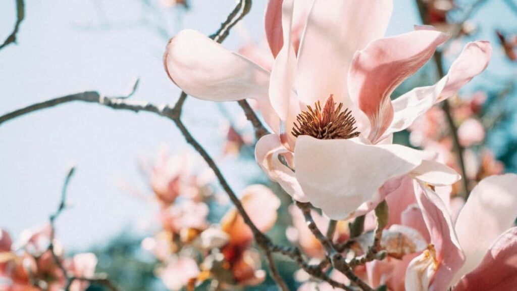 Practical playbook for UK advertisers to find and partner with Israel-based Disney+ creators for dance challenges discovery, outreach, metrics and legal tips.