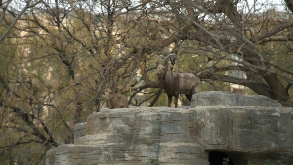 Practical guide for UK advertisers on sourcing Malaysian Pinterest creators, vetting them for livestream brand integration, and running high-impact campaigns with local trends in mind.