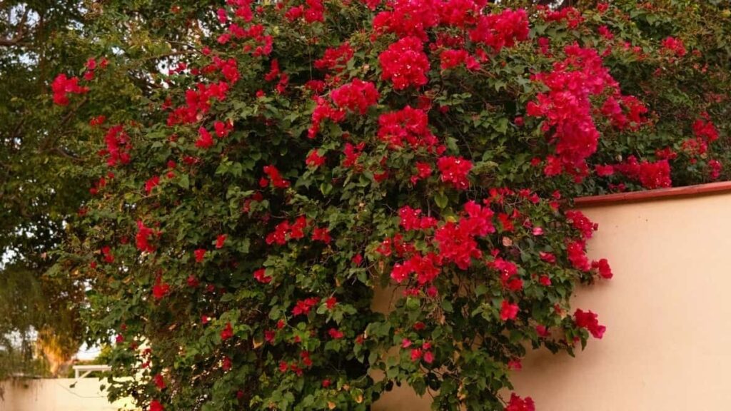 Practical guide for UK advertisers to discover and sponsor Turkey-based Pinterest creators for behindthescenes content, with localised outreach tactics and platform strategy.