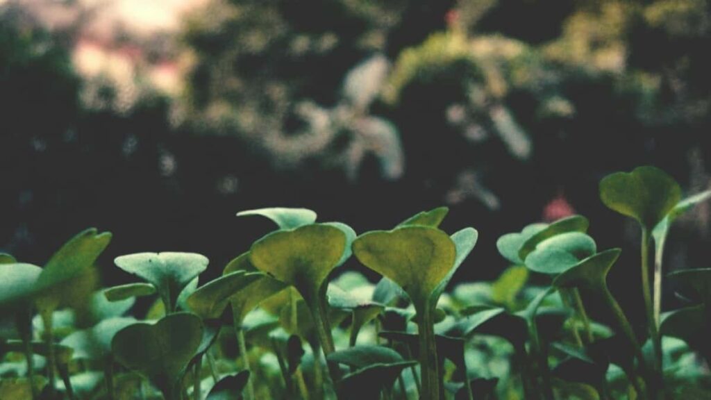 Practical, localised playbook for UK creators to contact Czech brands on SoundCloud and pitch beforeandafter transformations.