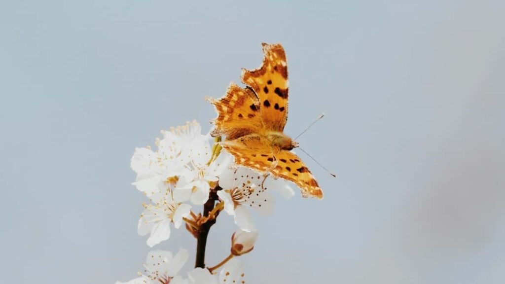 Tactical guide for UK creators to find and pitch Montenegro brands on Bilibili and land brand-ambassador deals, with outreach scripts, platform tips and legal-safe tech advice.