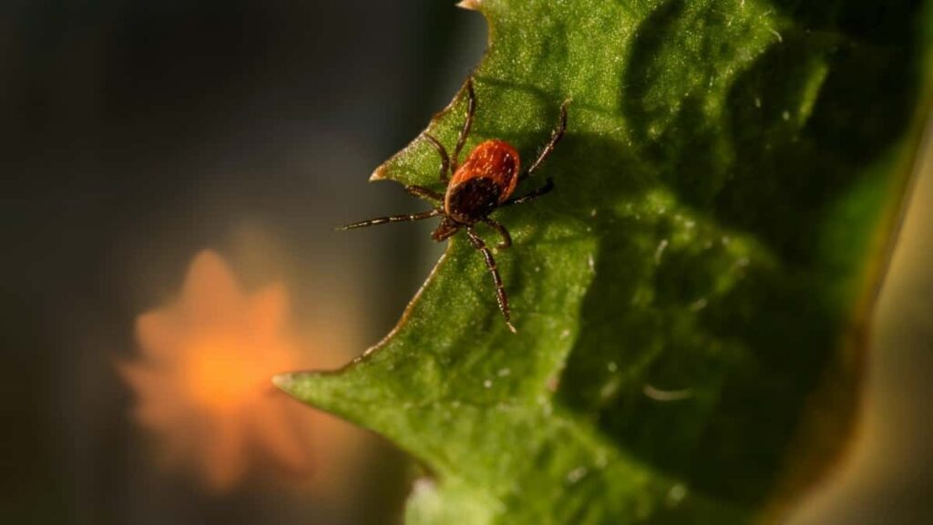 Practical tactics for UK creators to contact Myanmar brands via Disney Plus campaigns and review new game features outreach, localisation, and legal tips.