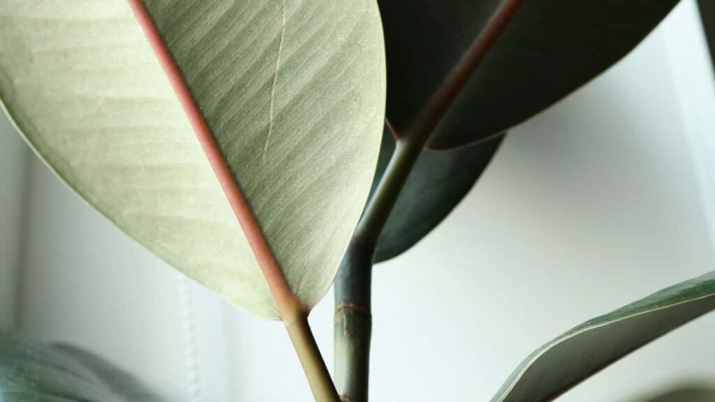 Practical guide for UK creators to connect with Puerto Rico brands via Disney Plus tieins, influencer strategies and measured paid+organic campaigns to win new audiences.