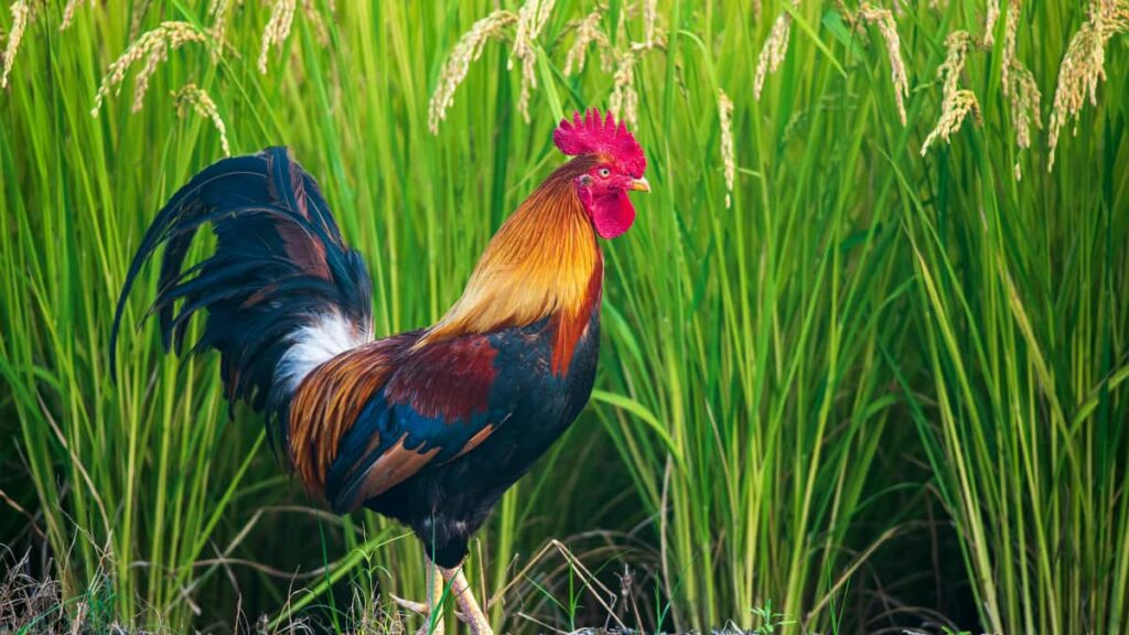 Practical guide for UK advertisers to discover and partner with Egyptian Chingari creators to drive installs and engagement for fitness apps.