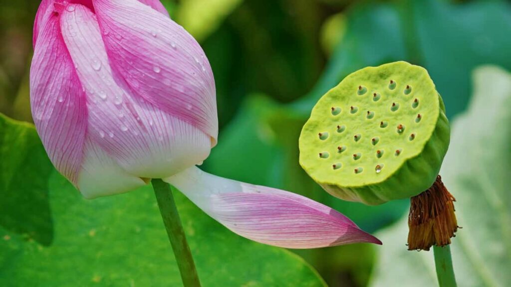 Practical guide for UK advertisers to find New Zealand Lazada creators for UGC campaigns tips, platforms, outreach scripts and measurement advice.