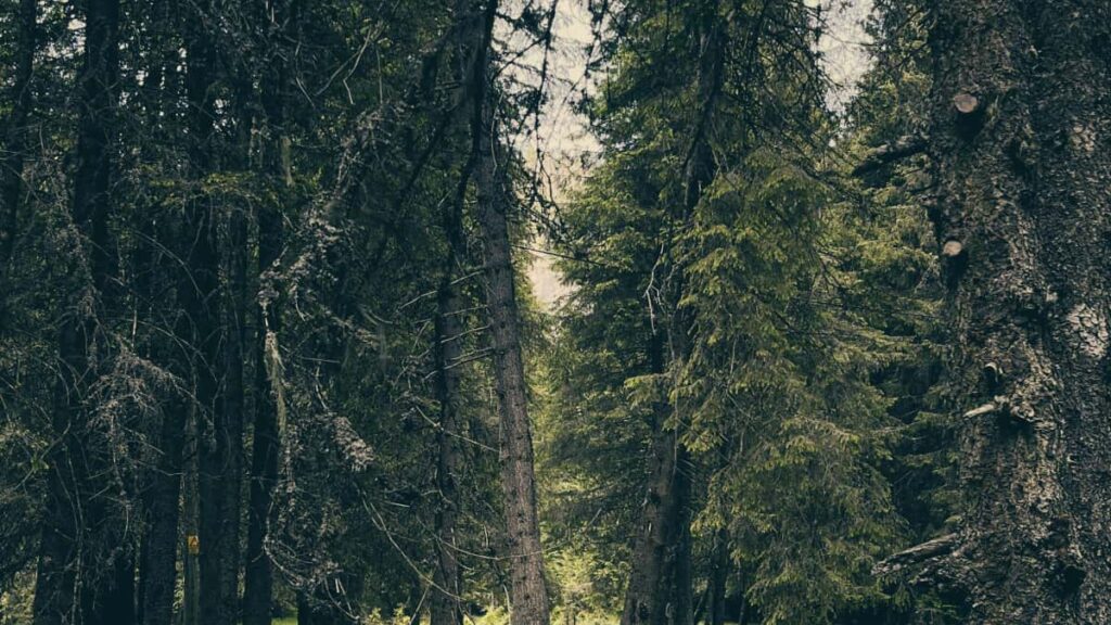 Practical, localised tactics for UK creators to find and pitch North Macedonian brands on Pinterest to review trending products.